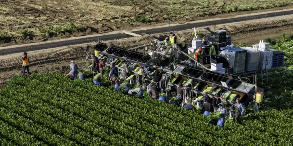 Farmworkers harvest celery on March 9, 2024, in Yuma, Ariz.